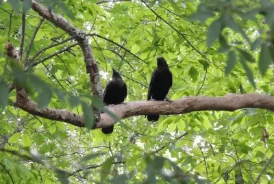 Pair of Crows