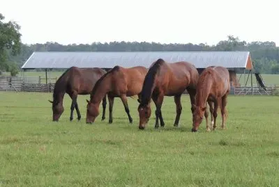 Four in a Row