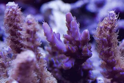 Tyree Purple Monster Coral