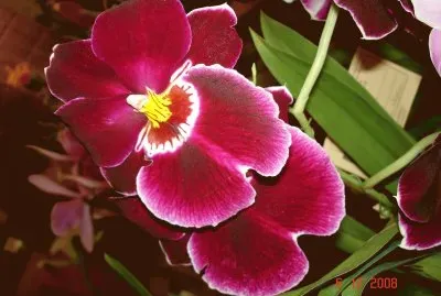 OrquÃ­dea maravilha