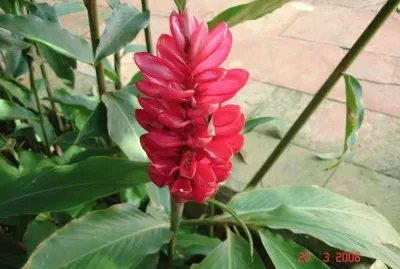 Red flower