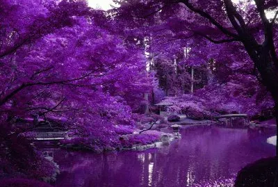 Zen Pond in Japanese Garden