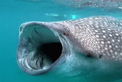whale shark