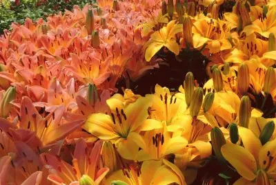 Orange and Yellow