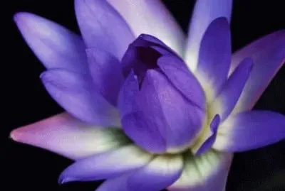 Purple Lotus