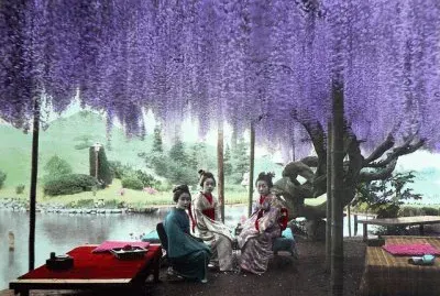 Hanging Wisteria Over Geshia Girls