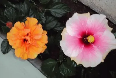 flores