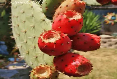 frutos