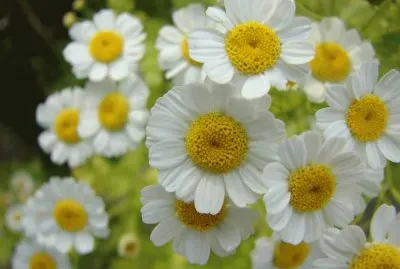 flores