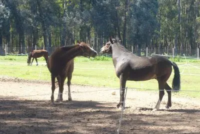 caballos desafiantes