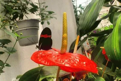 La tomÃ© en el mariposario de Chapultepec