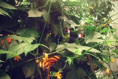 La tomÃ© en el mariposario de Chapultepec