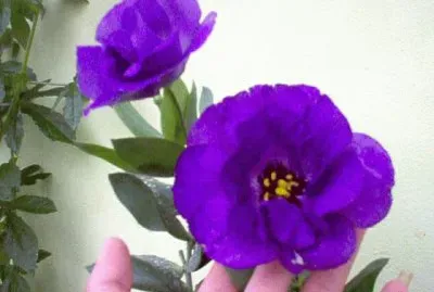 lna azul