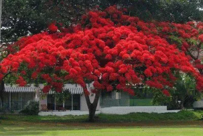 פאזל של Ãrvore vermelha