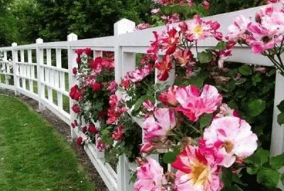 פאזל של Cerca Branca