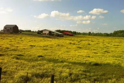 Field in Alabama jigsaw puzzle