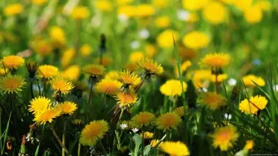 Yellow flowers