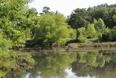 פאזל של Weeping Willow Reflection