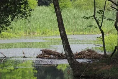 פאזל של Beaver Dam