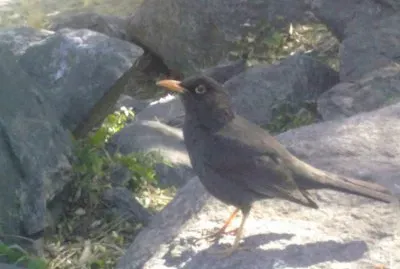 AVE EN MERLO (SAN LUIS)