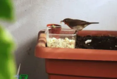 פאזל של pettirosso casalingo