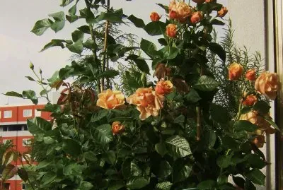 serenitÃ  fra le rose