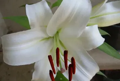 Lilium