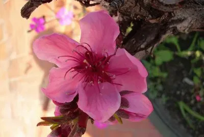 Flor de presseguer