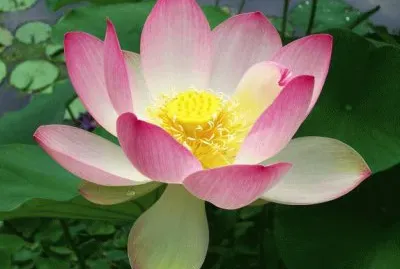 lotus