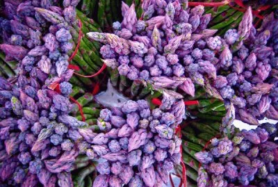 Purple Asparagus Bundles
