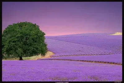 Lavender Farm-Art