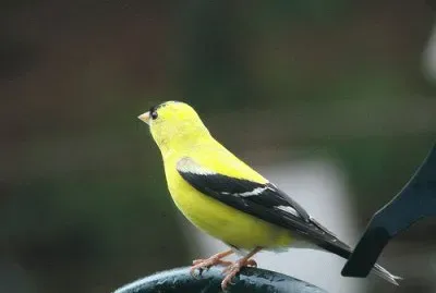 Goldfinch jigsaw puzzle
