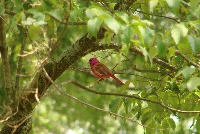 Cardinal jigsaw puzzle