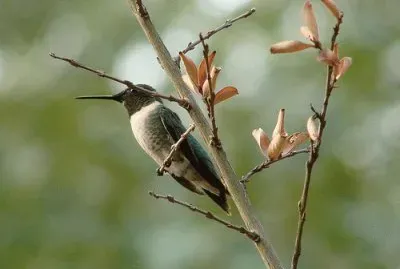 Hummingbird