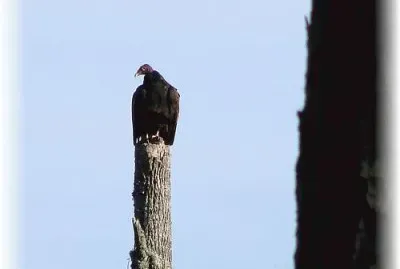 פאזל של Vulture