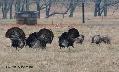 Turkey Fanfare