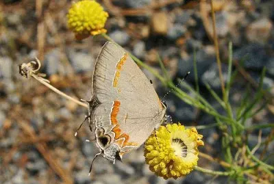 Butterfly in the Fall