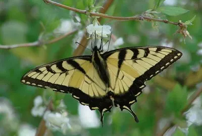 Tiger Swallowtail Upsidedown
