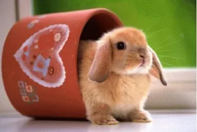 un conejito muy mimado