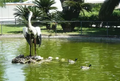mas patos