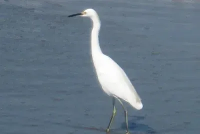 פאזל של garÃ§a Peruibe