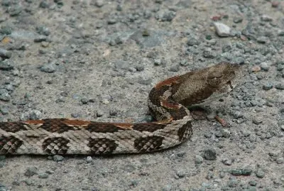 Timber Rattlesnake jigsaw puzzle