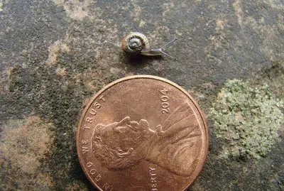 Tiny Snail