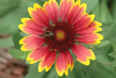 Flower and Bug