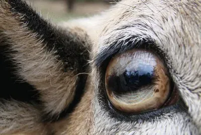 Sheeps Eye