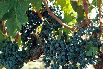Grapes on the Vine-Castello di Amorsa Winery