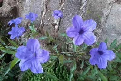 Campanillas violetas