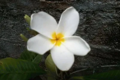 Rosa de mayo