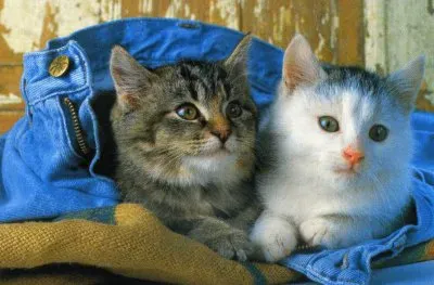 gatets jigsaw puzzle