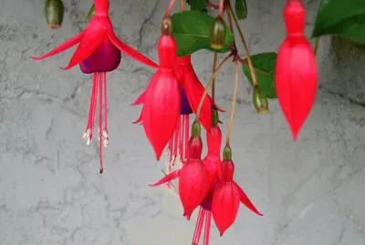 flores